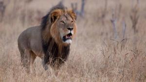 Un león mata a un guía durante un safari en Zimbabue