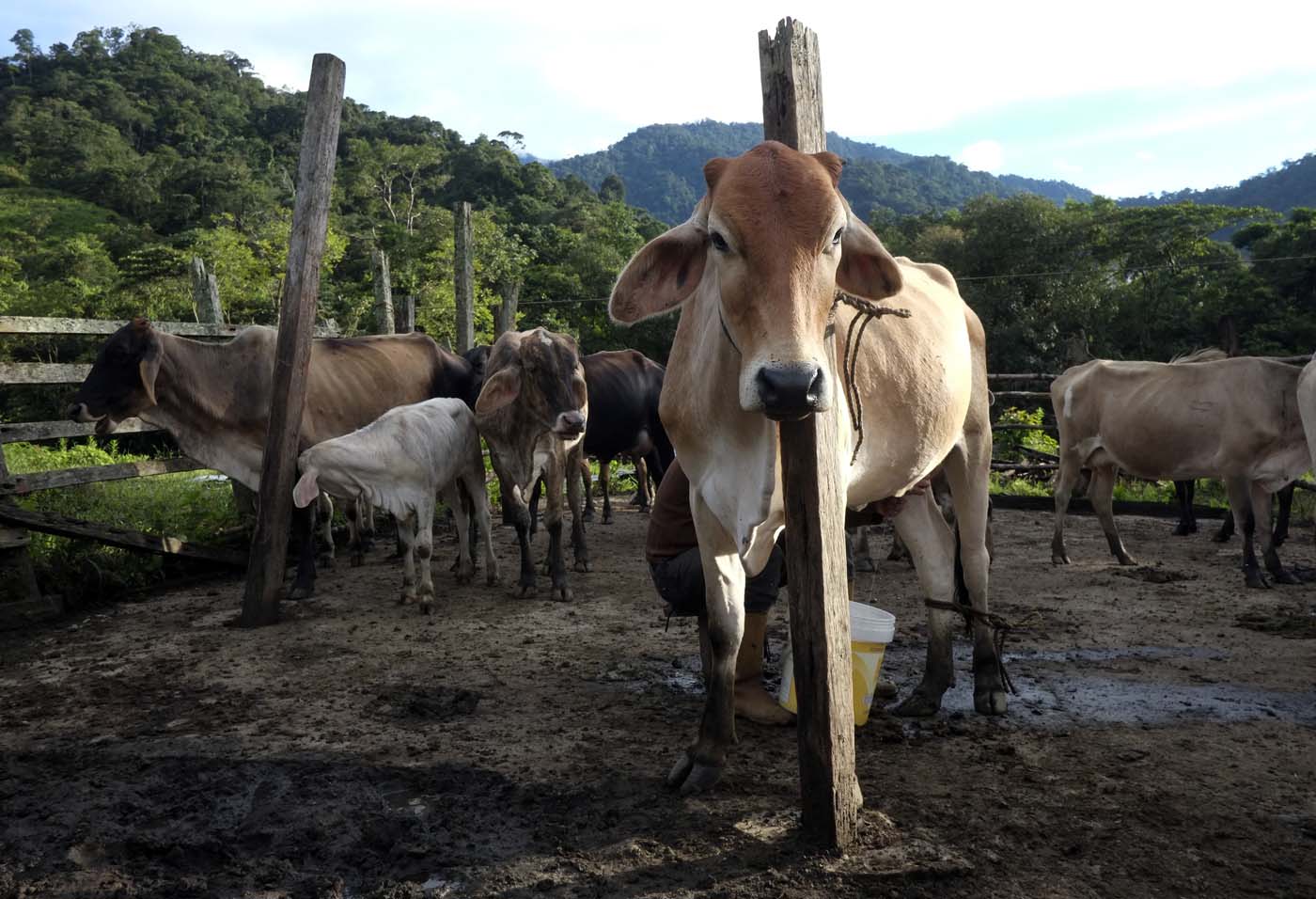 Robo de ganado en Anzoátegui subió en 150%