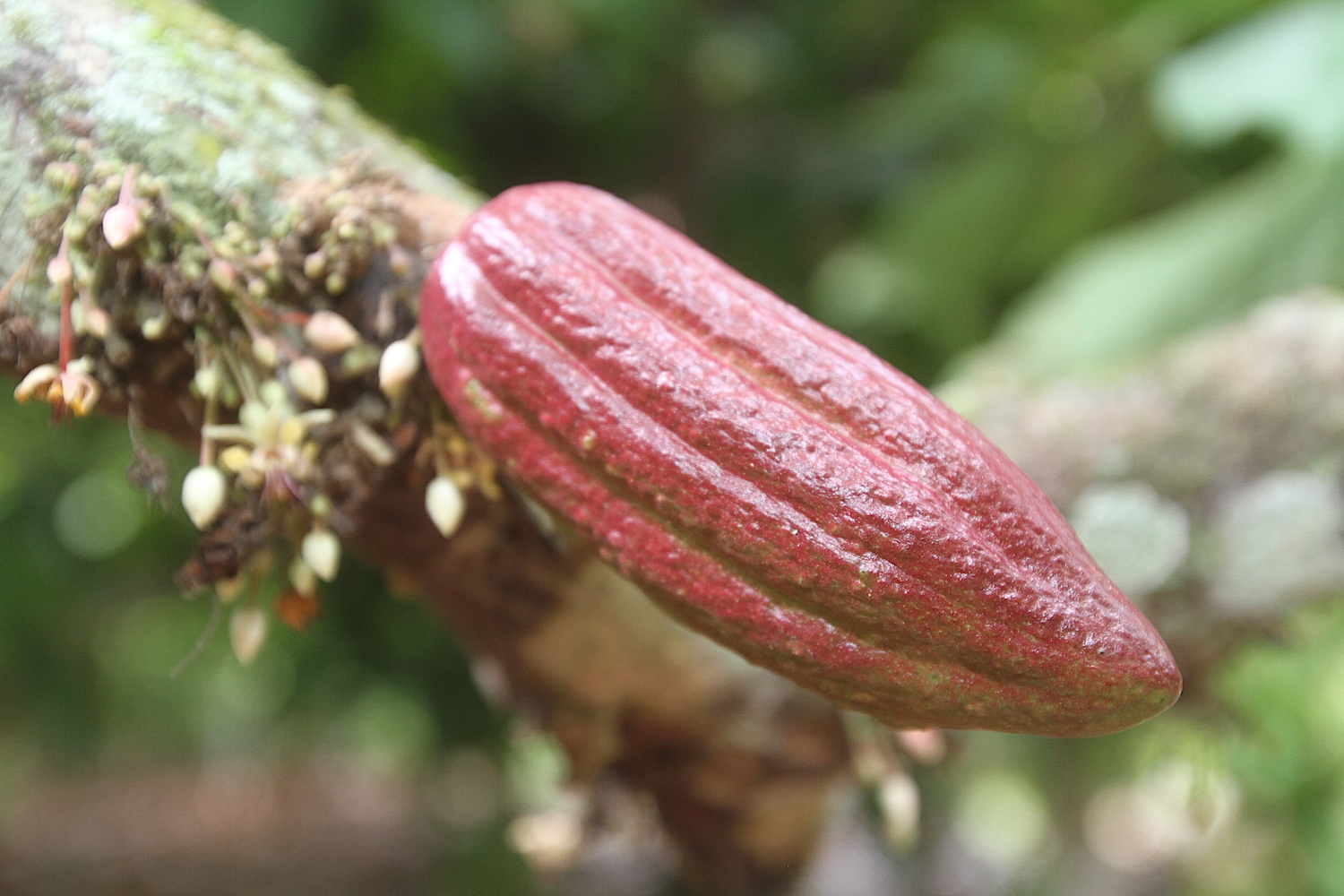 El Cacao y Chocolate venezolano estarán de Fiesta en el Poliedro de Caracas