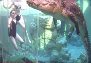 ¿Te meterías en una piscina con un cocodrilo gigante? (Video)