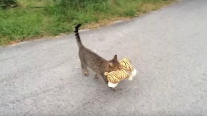 Este gatito quería compañía ¡Y se robó el peluche del vecino! (VIDEO)