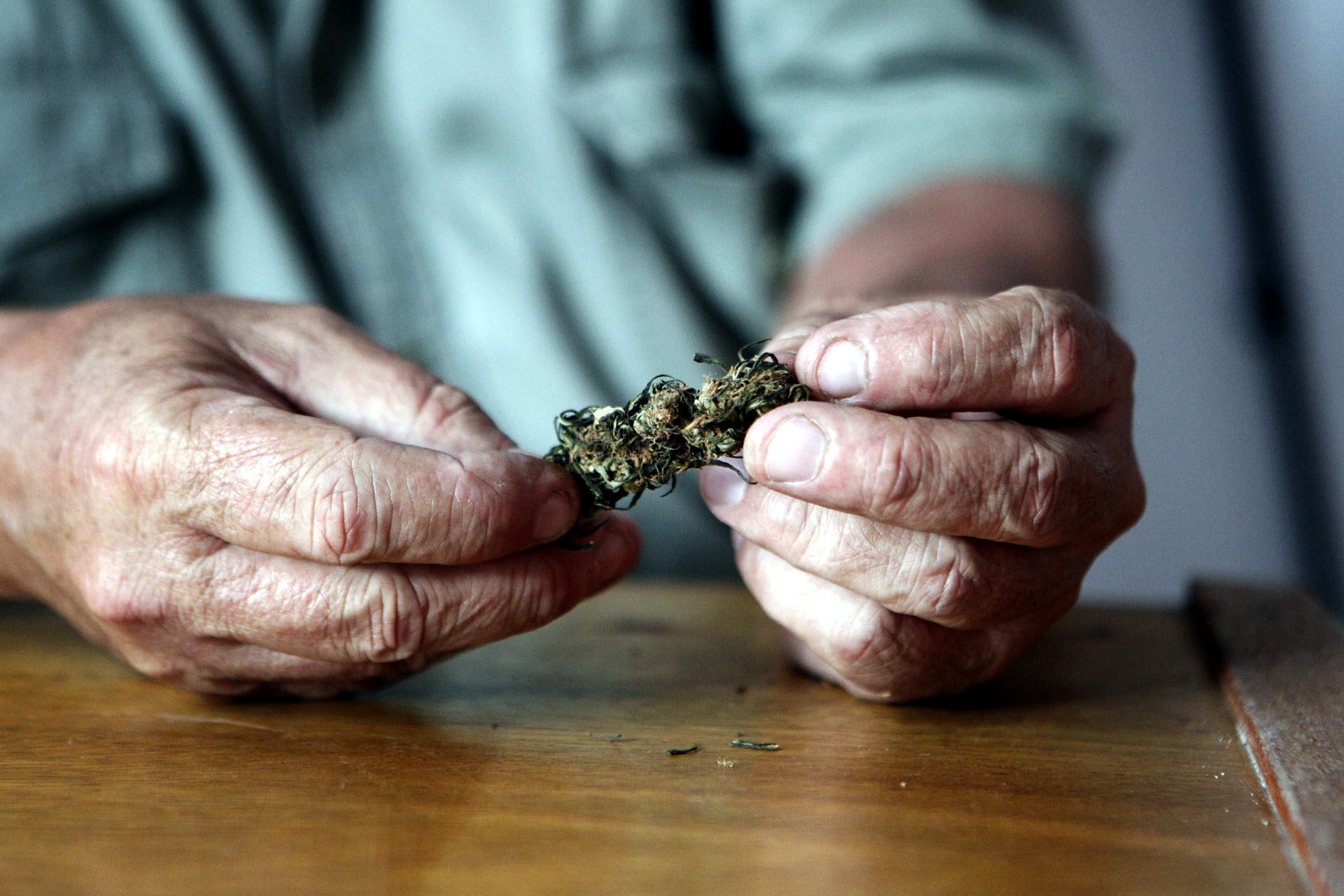 Uruguay inicia producción de marihuana en predios autorizados
