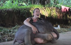 ¡Muere de ternura! Elefante bebé llena de caricias a cuidadora (Video)