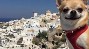 En Fotos: Conoce a “Miami”, el perro viajero