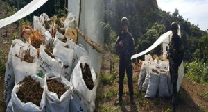 Más de dos toneladas de droga fueron incautadas en el suroeste de Colombia