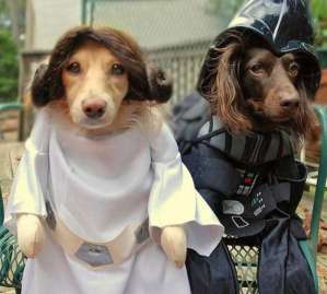 ¡Imperdible! Las mascotas se unieron a la fiebre de “Star Wars” (Fotos)