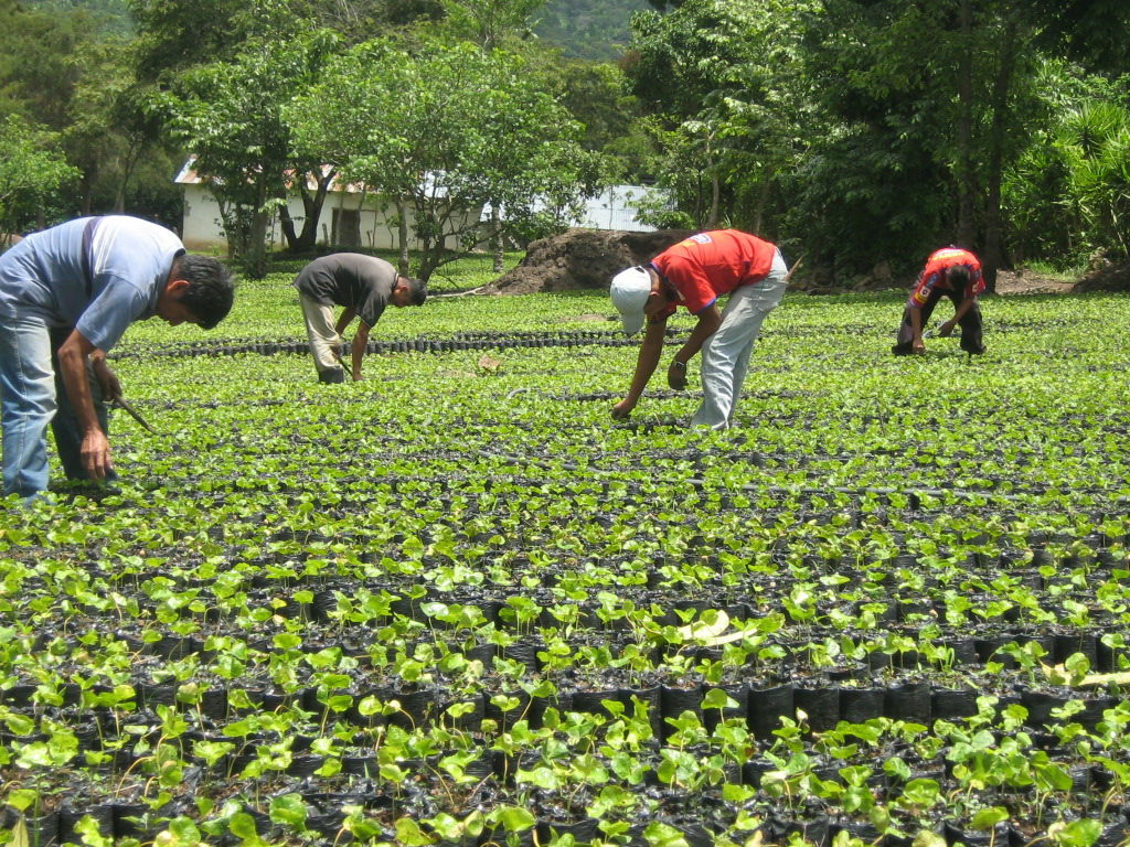 Fedeagro: Semillas aún en puertos y Agropatria sin pagar deudas