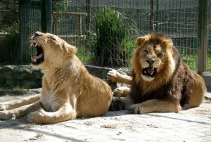Dos leonas se escapan del zoológico y merodean por Nairobi