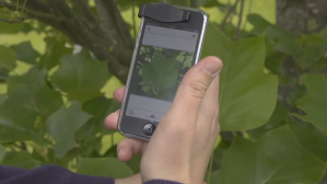 Shazam para plantas: La app que permite identificarlas con solo tomar una foto
