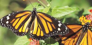 Mariposas amazónicas: cómo pueden evolucionar las especies hibridadas