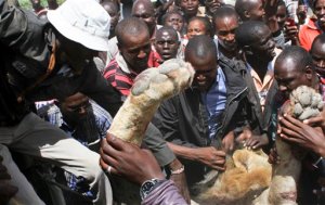 Emprenden cacería tras escape de leones de parques en Kenia y Sudáfrica