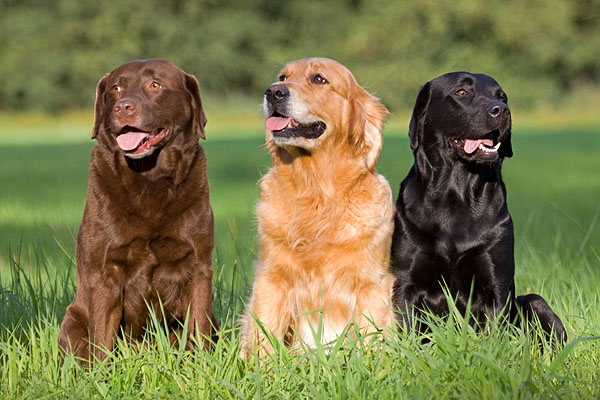 El estudio que explica el porqué los perros labradores se obsesionan con la comida