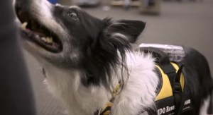 Crean dispositivo que permitirá comunicación directa entre perros y humanos