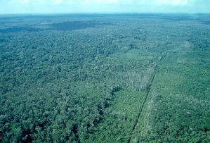 Petroperú confirma nuevo derrame de petróleo en selva amazónica y activa plan de contingencia
