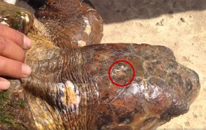 Esta tortuga marina fue rescatada de turistas que no paraban de hacerse selfies con ella