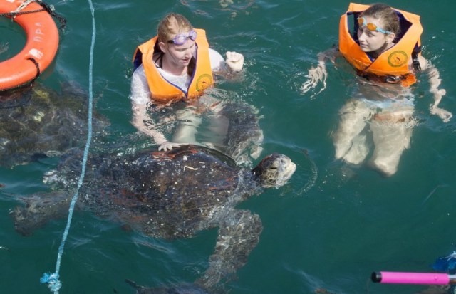 Los turistas nadar con las tortugas en el muelle de Nuro, Piura, en el norte de Perú, el 12 de julio de 2016. La sobrepesca ha puesto en riesgo la subsistencia de los 30.000 pescadores artesanales que pescan en un tramo de 250 km de costa entre Islilla y Punta Sal, en las regiones de Piura y Tumbes. CRIS BOURONCLE / AFP