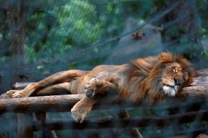 Gobierno niega que animales de zoológicos estén muriendo de hambre