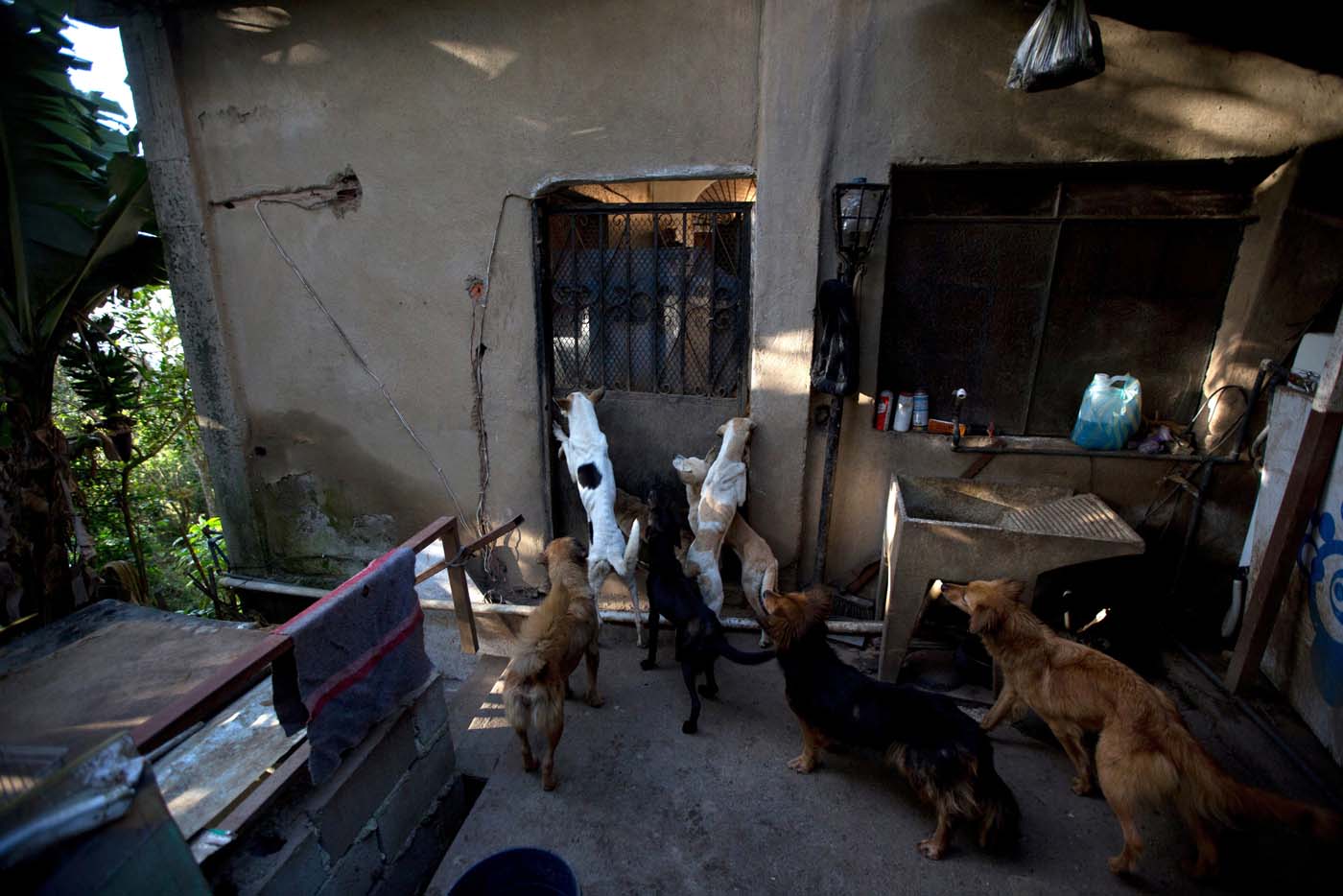 Mantener mascotas se hace cuesta arriba por altos costos de alimentos