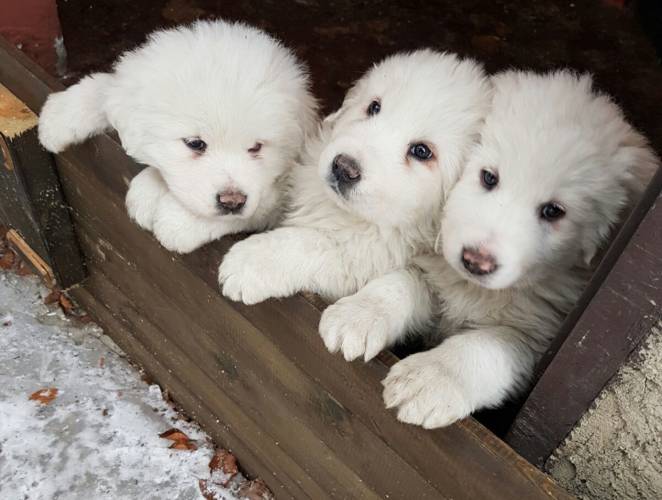 Rescatan a tres cachorros en hotel devastado por avalancha en Italia