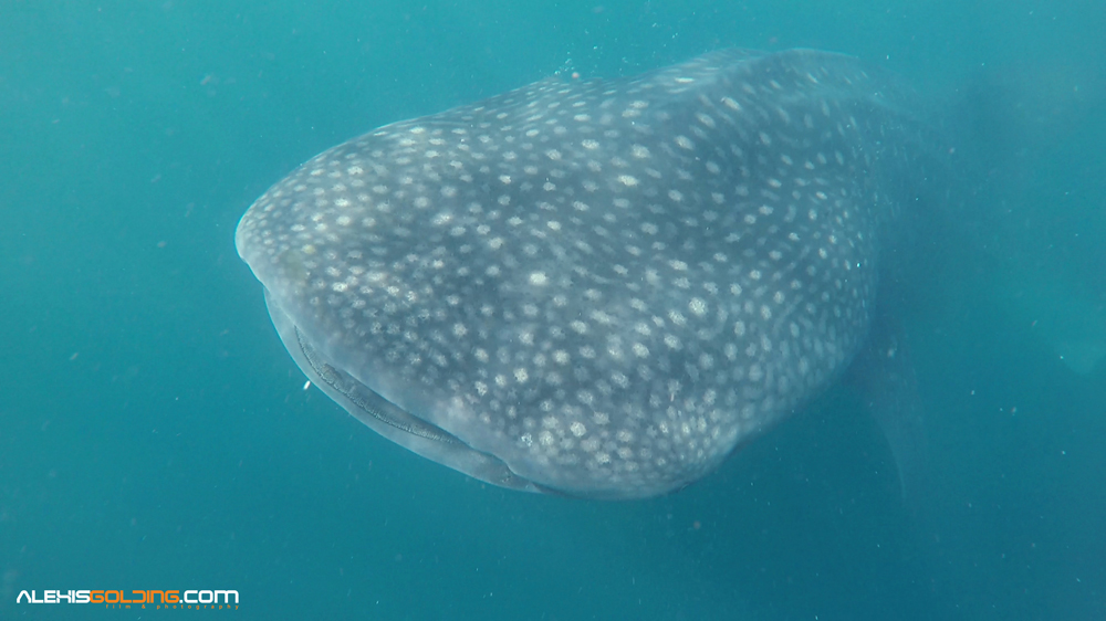 ¡Hermoso! Enorme tiburón ballena apareció en las aguas de Cumaná y “jugó” con una perrita (VIDEOS)