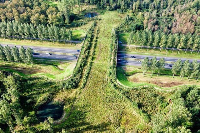 13. Puente para animales en Brabant, Holanda