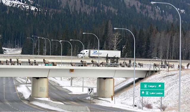 14. Paso para vida salvaje en Alberta, Canadá