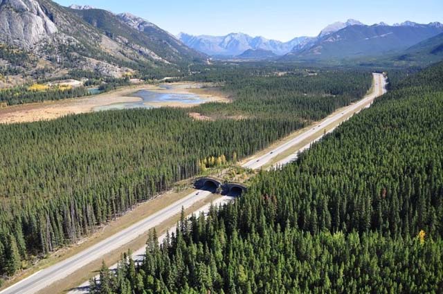 5. Puente para animales cerca de Banff, Canadá