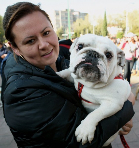 Scores of English bulldogs owners massively gather to set a Guinness Record in Mexico City on February 26, 2017. The total number of dogs gathered was of 950. / AFP PHOTO / ALFREDO ESTRELLA