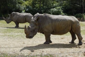 Matan a un rinoceronte en un zoo francés para robarle un cuerno (Fotos)