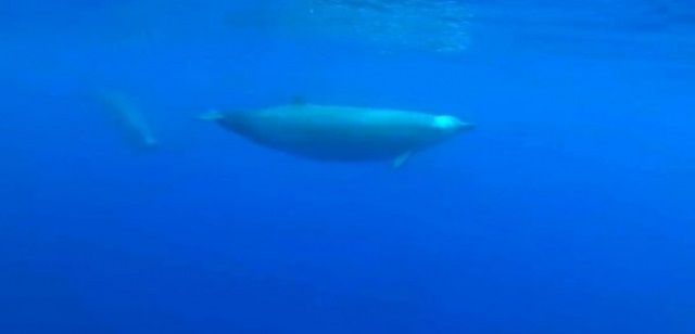 Filman por primera vez a una extraña ballena nunca antes vista