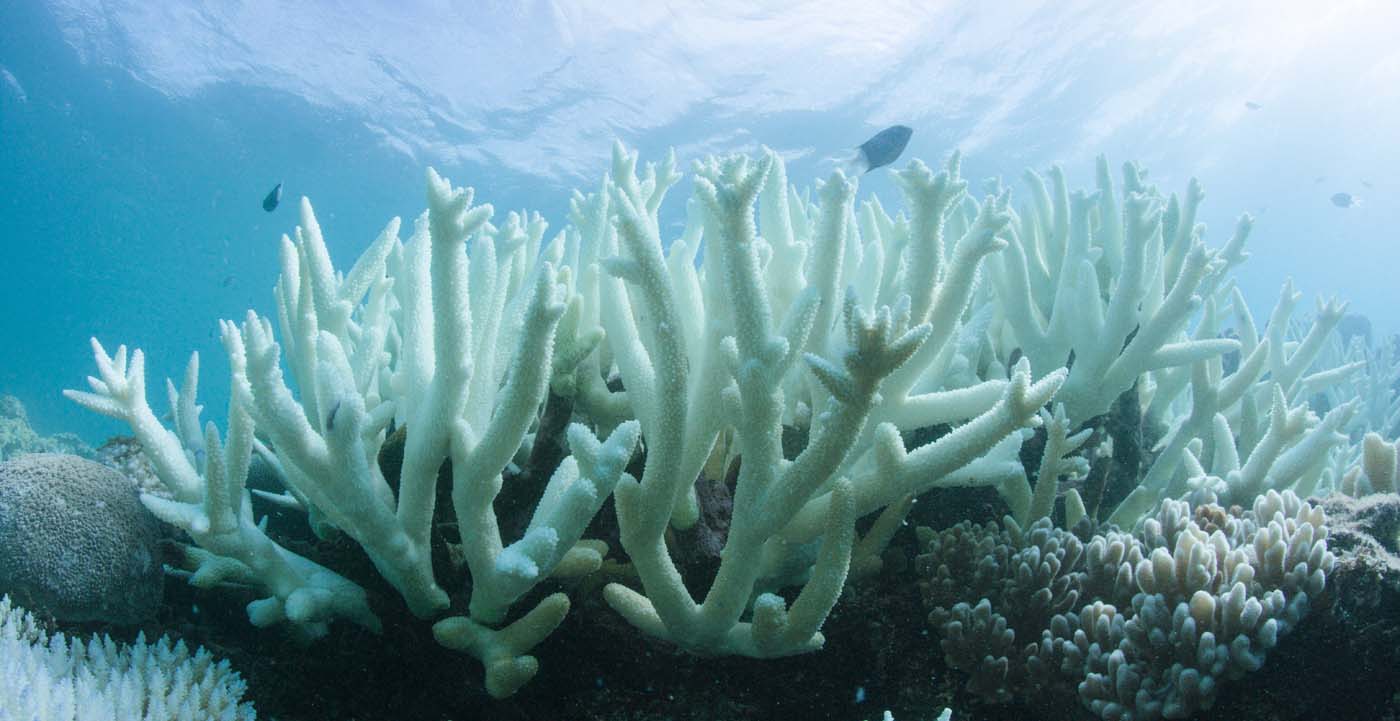 Los corales de la Gran Barrera de Australia vuelven a blanquearse (fotos)