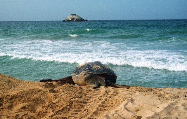 Inicia temporada de anidación y desove de tortugas marinas en Nueva Esparta