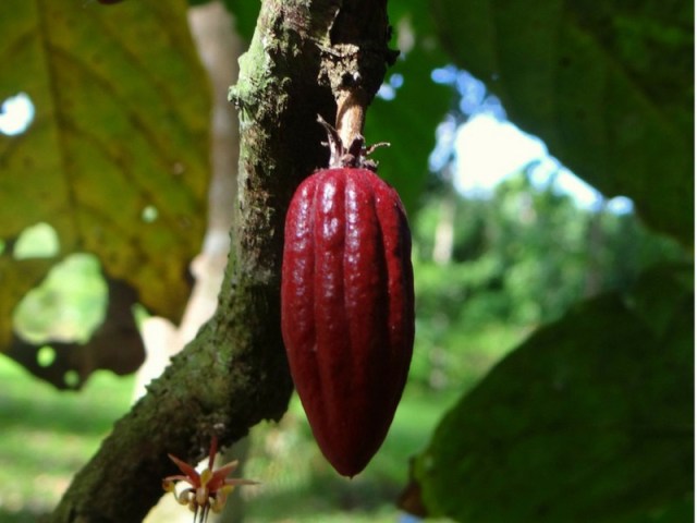 El sector cacao venezolano tiene una cita muy importante con la consulta pública