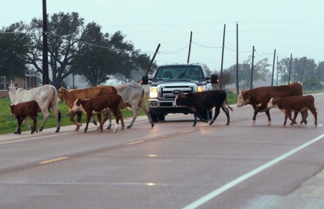 A herd of cows which escaped from fencing damaged by Hurricane Harvey block a highway near Port Lavaca, Texas, August 26, 2017. REUTERS/Rick Wilking