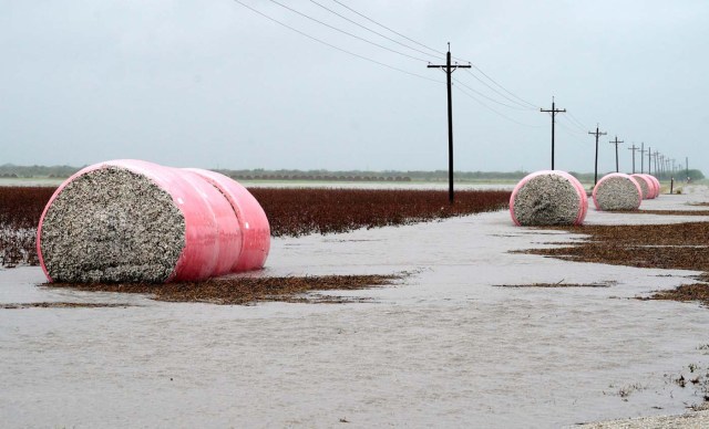 Bales of freshly harvested cotton lie in floodwaters caused by Hurricane Harvey near Seadrift, Texas, August 26, 2017. REUTERS/Rick Wilking