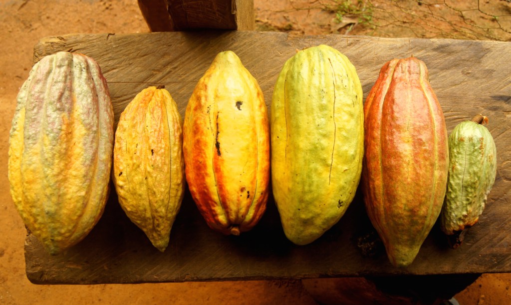 Cacao venezolano: ¿Criollo, fino de aroma o ambos?