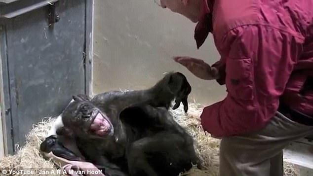 Una ex matriarca chimpancé moribunda se negaba a comer, hasta que vio a su viejo mejor amigo / Foto: Dailymail