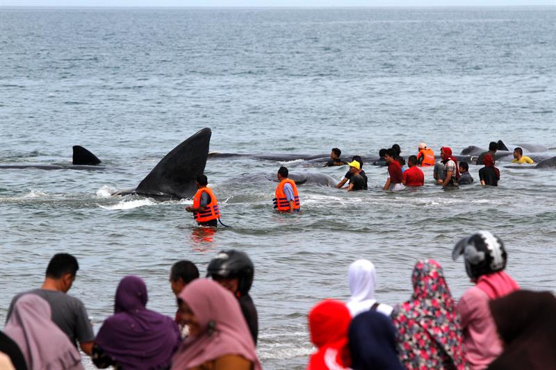 Indonesia se vuelca a salvar seis cachalotes varados en una playa