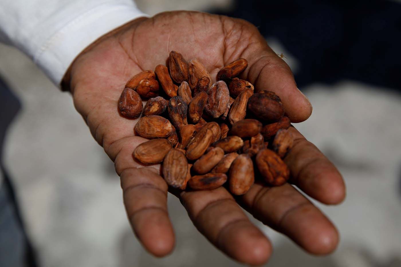 Productores tomarán acciones si el Gobierno no aclara nuevo plan sobre el cacao en Miranda