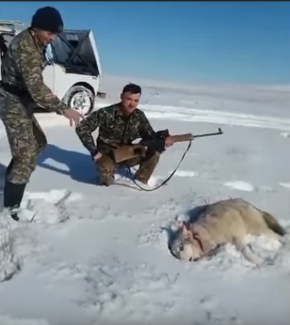 ¡Karma instantáneo! Lobo revive para atacar a su cazador (Video)