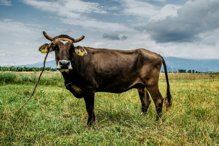 ¡Es en serio! Vaca búlgara es indultada tras incursionar en territorio extranjero (video)
