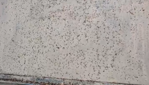 ¡Apocalíptico! La invasión de mosquitos tras las inundaciones en Bolívar (VIDEO)