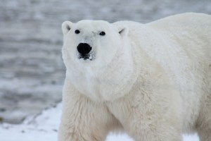 Matan un oso polar en Noruega que atacaba a un guía turístico (FOTO)