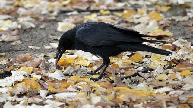 Cuervos amaestrados recogen colillas de cigarros en un parque temático francés