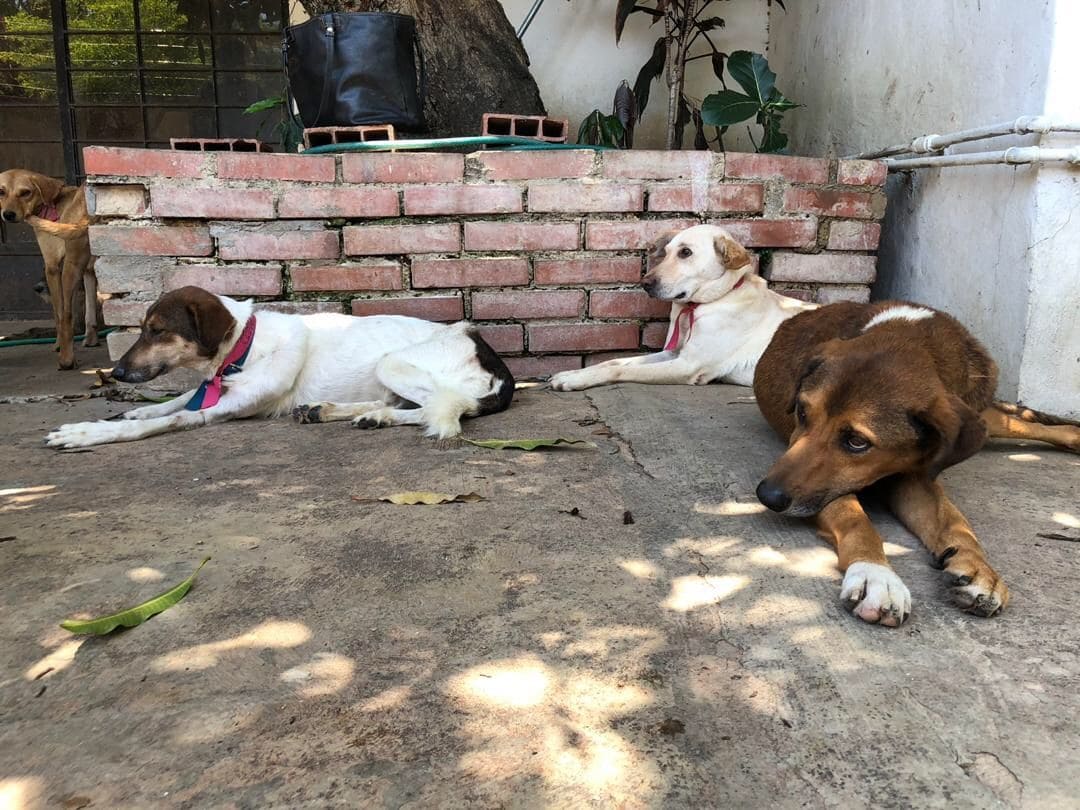 La crisis de Venezuela es tan profunda que las personas están abandonando a sus mascotas