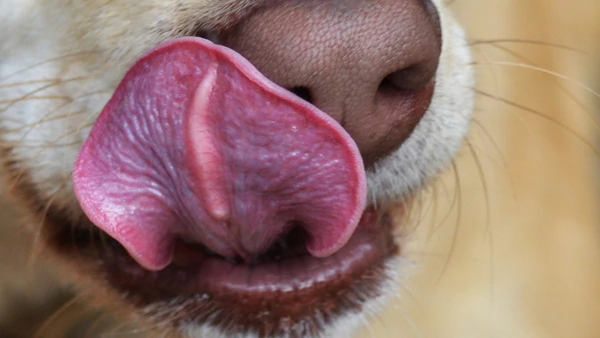 ¡FIRULAIS! Se dejó pasar la lengua por un perro, contrajo una infección y se quedó sin nariz, brazos ni piernas (VIDEO)