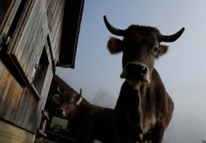 Detectan caso atípico de “enfermedad de la vaca loca” en Suiza