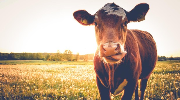 Descubre qué es el BitCow, la nueva criptomoneda argentina respaldada por vacas