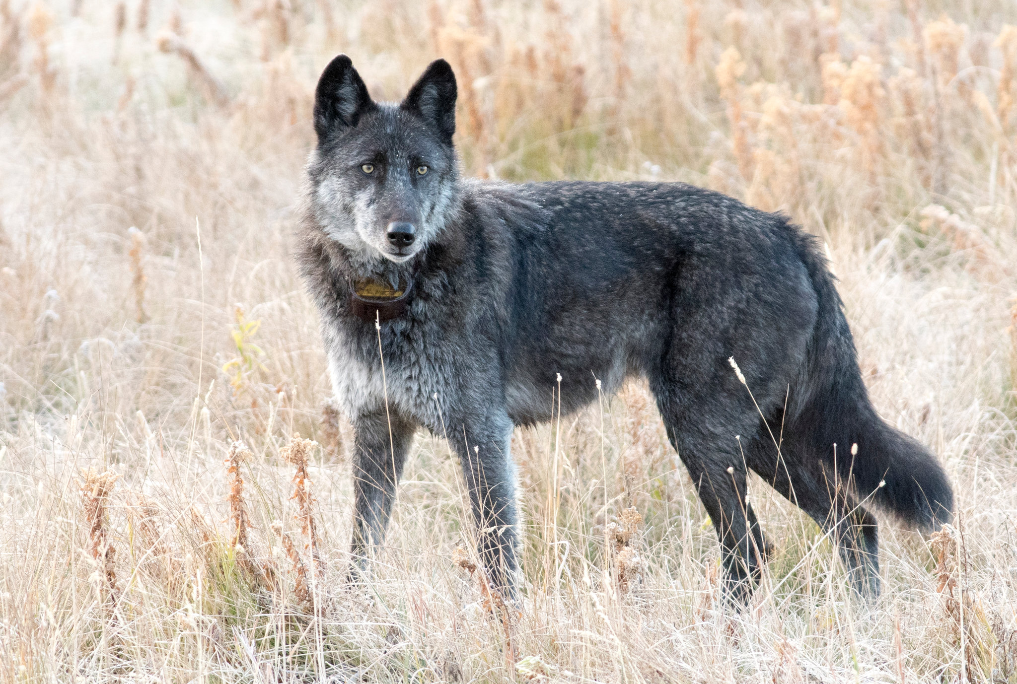 ¡Lamentable! Cazadores le quitaron la vida a la loba más famosa de EEUU