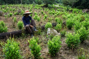 Gobierno colombiano erradicó casi 45 mil hectáreas de coca en solo siete meses